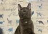 Pet of the Week: Loki is pure love