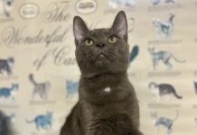 Pet of the Week: Loki is pure love