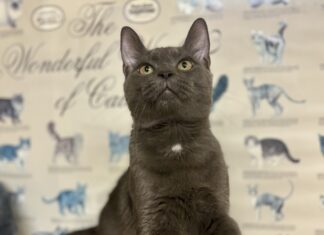 Pet of the Week: Loki is pure love