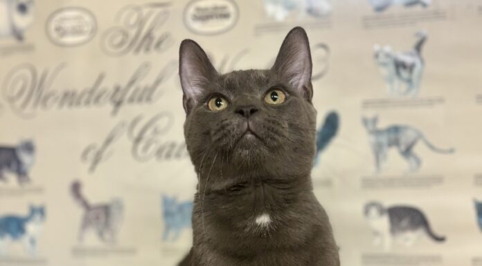 Pet of the Week: Loki is pure love