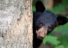 Look for the BEAR necessities: Coexisting with the American Black Bear