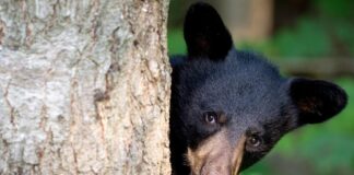 Look for the BEAR necessities: Coexisting with the American Black Bear