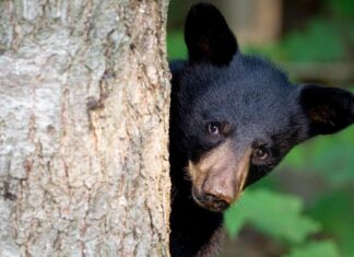 Look for the BEAR necessities: Coexisting with the American Black Bear