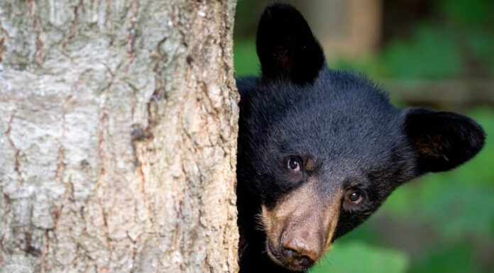 Look for the BEAR necessities: Coexisting with the American Black Bear