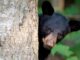 Look for the BEAR necessities: Coexisting with the American Black Bear