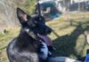 Pet of the Week: Big-hearted Teague