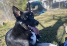 Pet of the Week: Big-hearted Teague