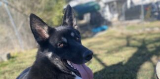 Pet of the Week: Big-hearted Teague