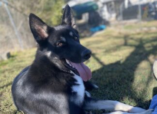 Pet of the Week: Big-hearted Teague