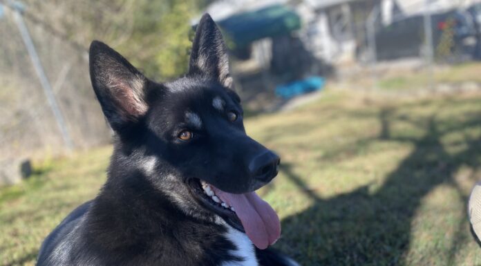 Pet of the Week: Big-hearted Teague