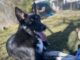 Pet of the Week: Big-hearted Teague