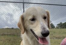 Pet of the Week: Sam, with a heart full of sunshine