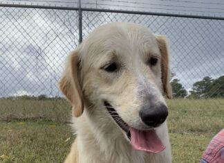 Pet of the Week: Sam, with a heart full of sunshine