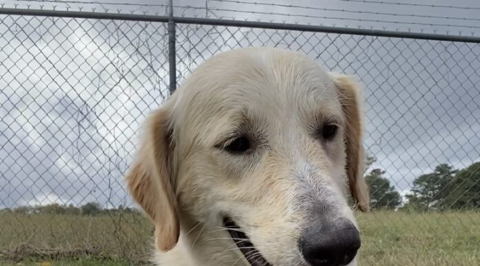 Pet of the Week: Sam, with a heart full of sunshine