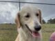 Pet of the Week: Sam, with a heart full of sunshine