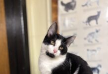 Pet of the Week: Meet Odie, your next best friend