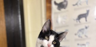 Pet of the Week: Meet Odie, your next best friend