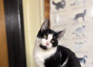 Pet of the Week: Meet Odie, your next best friend