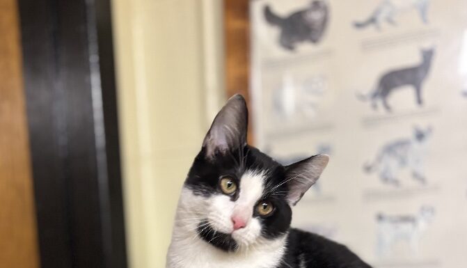 Pet of the Week: Meet Odie, your next best friend