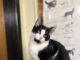 Pet of the Week: Meet Odie, your next best friend