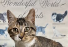 Pet of the Week: Hazel’s heartwarming curiosity wins hearts