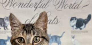 Pet of the Week: Hazel’s heartwarming curiosity wins hearts