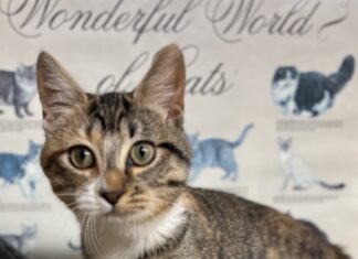 Pet of the Week: Hazel’s heartwarming curiosity wins hearts
