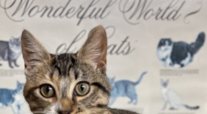 Pet of the Week: Hazel’s heartwarming curiosity wins hearts