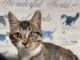 Pet of the Week: Hazel’s heartwarming curiosity wins hearts