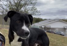 Pet of the Week: Teddy, the renaissance dog