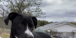 Pet of the Week: Teddy, the renaissance dog