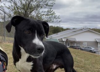 Pet of the Week: Teddy, the renaissance dog