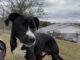 Pet of the Week: Teddy, the renaissance dog