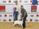 Local youth fare well at fall goat show