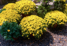 Falling for Florals: How to create a fall landscape