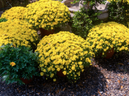 Falling for Florals: How to create a fall landscape