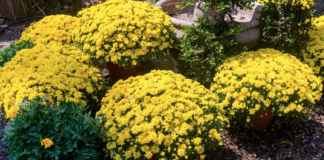 Falling for Florals: How to create a fall landscape