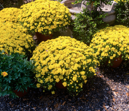 Falling for Florals: How to create a fall landscape