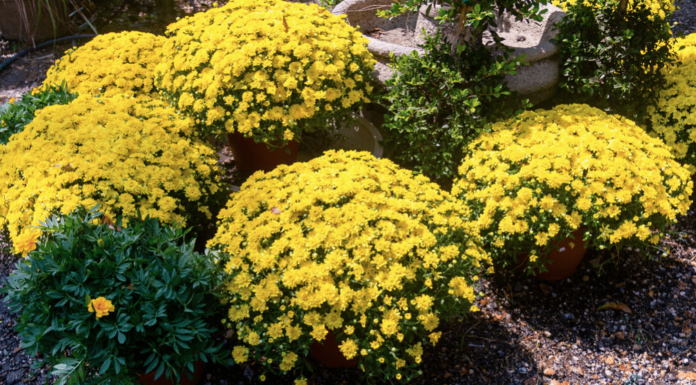 Falling for Florals: How to create a fall landscape