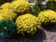 Falling for Florals: How to create a fall landscape