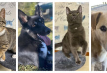 Chambers, animal shelter hosting fall pet adoption event Nov. 1