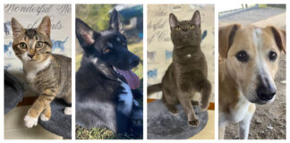 Chambers, animal shelter hosting fall pet adoption event Nov. 1