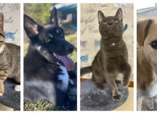 Chambers, animal shelter hosting fall pet adoption event Nov. 1