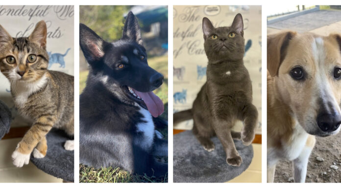 Chambers, animal shelter hosting fall pet adoption event Nov. 1