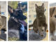Chambers, animal shelter hosting fall pet adoption event Nov. 1