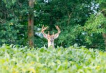 The buck stops here: Extension, Auburn finding solutions to deer damage in crops