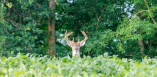 The buck stops here: Extension, Auburn finding solutions to deer damage in crops