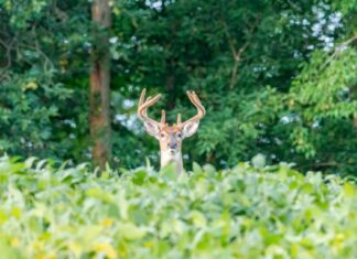 The buck stops here: Extension, Auburn finding solutions to deer damage in crops