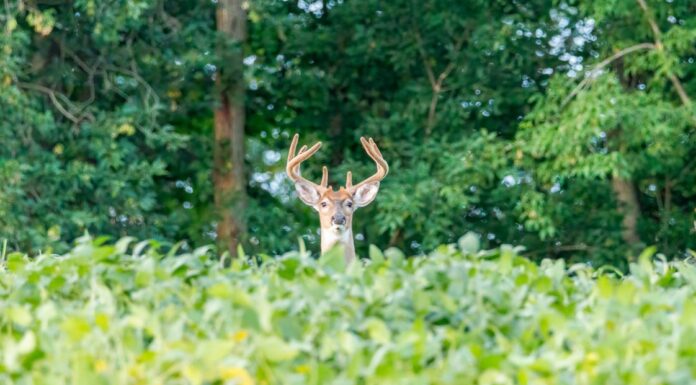 The buck stops here: Extension, Auburn finding solutions to deer damage in crops
