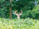 The buck stops here: Extension, Auburn finding solutions to deer damage in crops